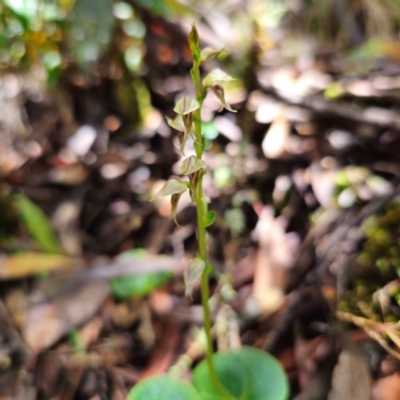 Acianthus cuneatus (New England Mosquito Orchid) at Brinerville, NSW - 21 Feb 2024 by Csteele4