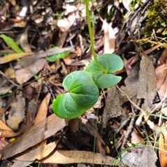 Acianthus cuneatus at suppressed - 21 Feb 2024