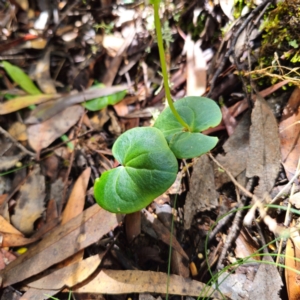 Acianthus cuneatus at suppressed - 21 Feb 2024