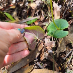 Acianthus cuneatus at suppressed - 21 Feb 2024