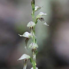 Acianthus cuneatus at suppressed - 21 Feb 2024