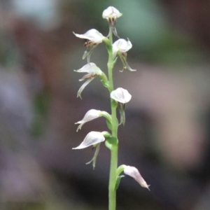 Acianthus cuneatus at suppressed - 21 Feb 2024