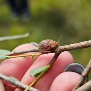 Paropsisterna sp. (genus) at Ebor, NSW - 21 Feb 2024