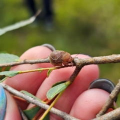 Paropsisterna sp. (genus) at Ebor, NSW - 21 Feb 2024