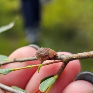 Paropsisterna sp. (genus) at Ebor, NSW - 21 Feb 2024