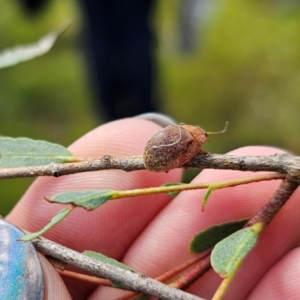 Paropsisterna sp. (genus) at Ebor, NSW - 21 Feb 2024