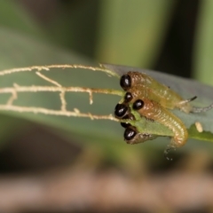 Pergidae sp. (family) (Unidentified Sawfly) at Flynn, ACT - 18 Feb 2024 by kasiaaus