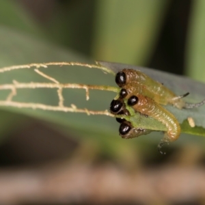 Pergidae sp. (family) at Flynn, ACT - 18 Feb 2024