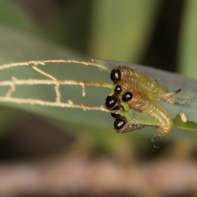 Pterygophorinae (subfamily) (Sawfly) at Flynn, ACT - 18 Feb 2024 by kasiaaus