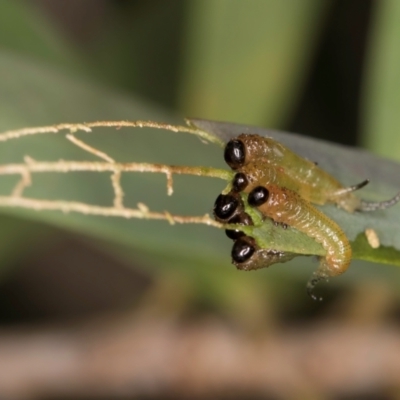 Pergidae sp. (family) (Unidentified Sawfly) at Flynn, ACT - 18 Feb 2024 by kasiaaus