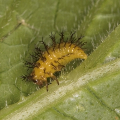 Epilachna sumbana (A Leaf-eating Ladybird) at Melba, ACT - 19 Feb 2024 by kasiaaus