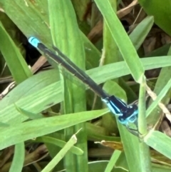 Ischnura heterosticta (Common Bluetail Damselfly) at Kangaroo Valley, NSW - 21 Feb 2024 by lbradley