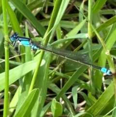 Ischnura heterosticta at Kangaroo Valley, NSW - suppressed