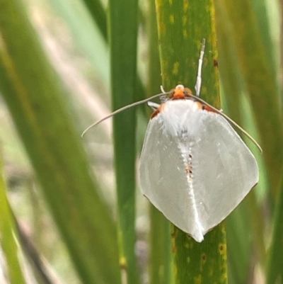 Thalaina selenaea (Orange-rimmed Satin Moth) at Tallaganda State Forest - 21 Feb 2024 by JaneR