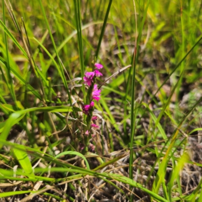 Spiranthes australis (Austral Ladies Tresses) at Ebor, NSW - 21 Feb 2024 by Csteele4