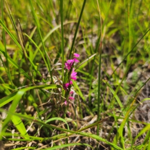 Spiranthes australis at Ebor, NSW - suppressed