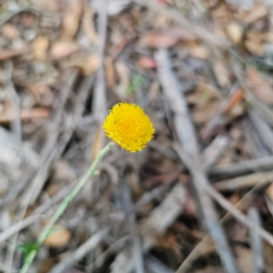 Coronidium rutidolepis at Ebor, NSW - 21 Feb 2024