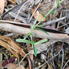 Coronidium rutidolepis at Ebor, NSW - 21 Feb 2024 11:27 AM