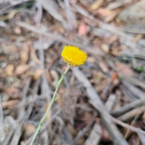 Coronidium rutidolepis at Ebor, NSW - 21 Feb 2024