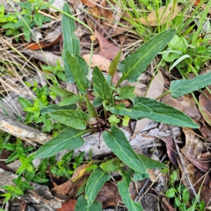 Viola betonicifolia subsp. betonicifolia at Ebor, NSW - 21 Feb 2024