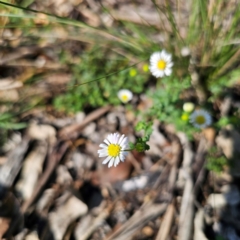 Calotis cuneifolia (Purple Burr-daisy) at Hillgrove, NSW - 20 Feb 2024 by Csteele4