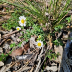 Calotis cuneifolia at Oxley Wild Rivers National Park - 21 Feb 2024 09:29 AM