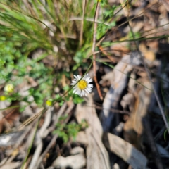 Calotis cuneifolia at Oxley Wild Rivers National Park - 21 Feb 2024