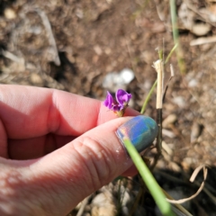 Glycine tabacina (Variable Glycine) at Hillgrove, NSW - 20 Feb 2024 by Csteele4