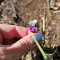 Glycine tabacina at Oxley Wild Rivers National Park - 21 Feb 2024