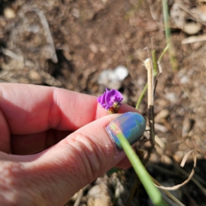 Glycine tabacina at Oxley Wild Rivers National Park - 21 Feb 2024 09:29 AM