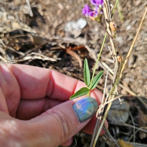 Glycine tabacina at Oxley Wild Rivers National Park - 21 Feb 2024 09:29 AM