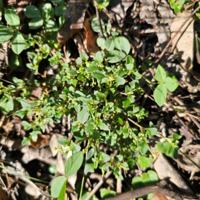 Einadia hastata (Berry Saltbush) at Oxley Wild Rivers National Park - 20 Feb 2024 by Csteele4