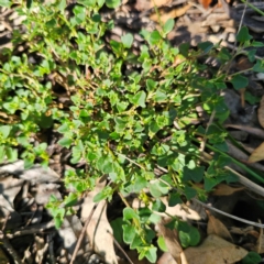 Einadia hastata at Oxley Wild Rivers National Park - 21 Feb 2024 09:28 AM