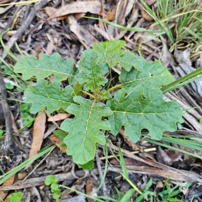 Solanum prinophyllum at Hillgrove, NSW - 20 Feb 2024 by Csteele4