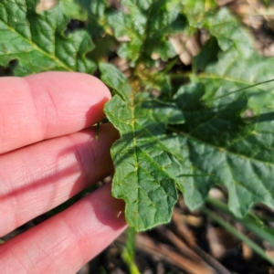 Solanum prinophyllum at Oxley Wild Rivers National Park - 21 Feb 2024