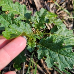 Solanum prinophyllum at Oxley Wild Rivers National Park - 21 Feb 2024