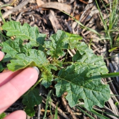 Solanum prinophyllum at Oxley Wild Rivers National Park - 21 Feb 2024