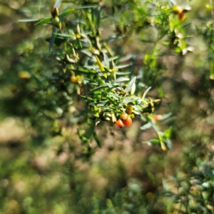 Pimelea neo-anglica at Oxley Wild Rivers National Park - 21 Feb 2024