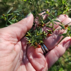 Pimelea neo-anglica at Oxley Wild Rivers National Park - 21 Feb 2024