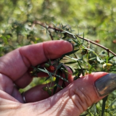 Pimelea neo-anglica at Oxley Wild Rivers National Park - 21 Feb 2024 09:10 AM