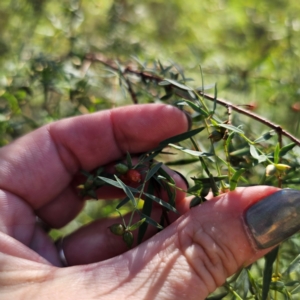 Pimelea neo-anglica at Oxley Wild Rivers National Park - 21 Feb 2024