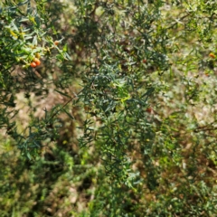 Pimelea neo-anglica at Oxley Wild Rivers National Park - 21 Feb 2024