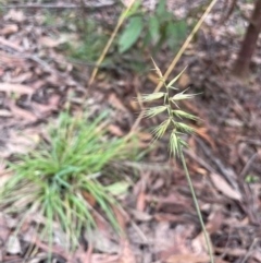 Australopyrum pectinatum (Comb Wheat Grass) at Harolds Cross, NSW - 20 Feb 2024 by JaneR