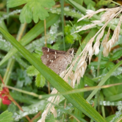 Pasma tasmanica (Two-spotted Grass-skipper) at Jingera, NSW - 20 Feb 2024 by DPRees125