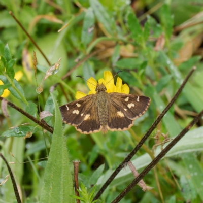 Dispar compacta (Barred Skipper) at Harolds Cross, NSW - 20 Feb 2024 by DPRees125