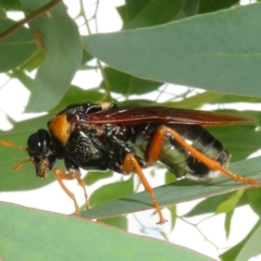 Perga sp. (genus) (Sawfly or Spitfire) at Googong, NSW - 19 Feb 2024 by Christine