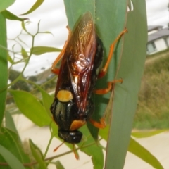 Perga sp. (genus) at QPRC LGA - 20 Feb 2024