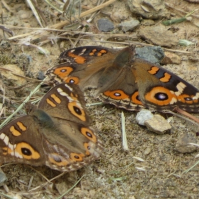 Junonia villida (Meadow Argus) at Googong, NSW - 20 Feb 2024 by Christine