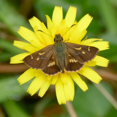 Dispar compacta (Barred Skipper) at Tallaganda State Forest - 20 Feb 2024 by DPRees125