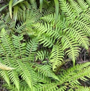 Cyathea australis subsp. australis at QPRC LGA - suppressed